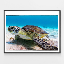 Load image into Gallery viewer, Blue Marble Sea Turtle - DIY Paint by Numbers
