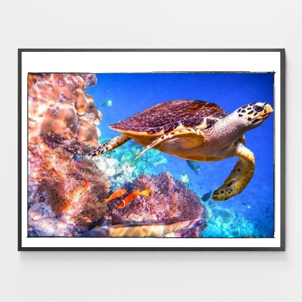 Coral Reefs Turtle - DIY Paint by Numbers